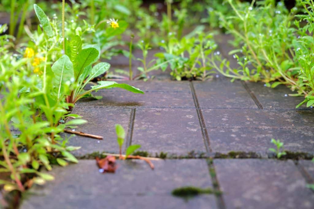 Se débarrasser des mauvaises herbes Les 5 meilleures astuces de grand — free download